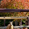 紅葉動物園：ヤギ