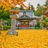 黄金色に染まる・・・本立寺