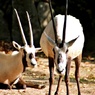 紅葉動物園：アラビアオリックス