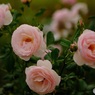 薔薇　イングリッシュ ヘリテージ