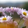 写真歌：野菊２：はなやぎ