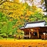 黄金色に染まる・・・二岡神社  ～其の二～