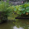 修景池と大賀ハスの花と噴水