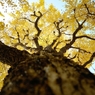 autumn for tokyoites 2020