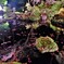 湖東三山金剛輪寺のライトアップ　１０