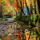 遠江國一宮 小國神社の紅葉風景