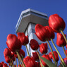 冬咲きチューリップと展望タワー