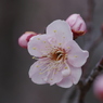 今年の初梅　その１