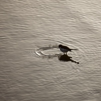 冬鳥の気持ち