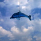 Sky dolphin