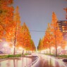 恋人達の散歩道　Autumn red