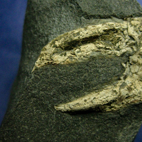 化石　2