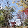 青空と枯木と紅葉