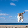 飛行隊のネコさん（7）