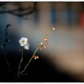 「梅の花の咲く頃」小江戸川越散歩453
