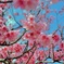 八重岳の桜　4　2021