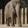 千葉動物公園の仲間たち（アジアゾウ）