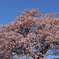 河津桜は満開だった