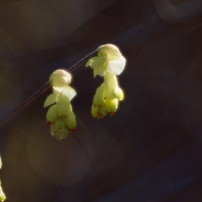 如月花の時