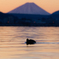 諏訪湖と富士と時々鴨