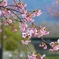 河津桜咲き始めました＾＾