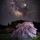 銀河の見える桜