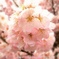 春めき桜