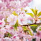 春さきどり･･三条桜