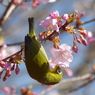 春3(河津桜とメジロ3)