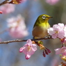 春5(河津桜とメジロ5)
