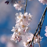 早咲枝垂桜