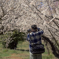 梅の花を撮る人を撮る (2)