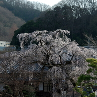 枝垂桜