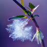 冬咲きのクレマチス　シルホサ