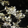 夜桜その５