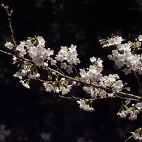 夜桜その１０