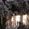 枝垂桜に山門から射す西日