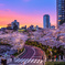 東京ミッドタウンの夕焼け夜桜
