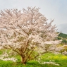 里山の春　～桜花～