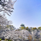 大阪城、桜と緑と飛行機雲。