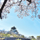 桜とひこうき雲と大阪城