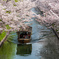 伏見港　十石船と桜