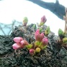 胴咲き桜