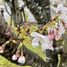 桜月雨
