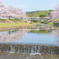 春の小川は桜色