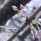 桜の日1