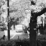 木屋町通の桜