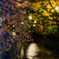 祇園 白川筋の夜桜1