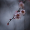 plum blossom