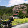 旅ゴリラ　山梨県の桜　2010